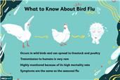 Avian Flu aka Bird Flu